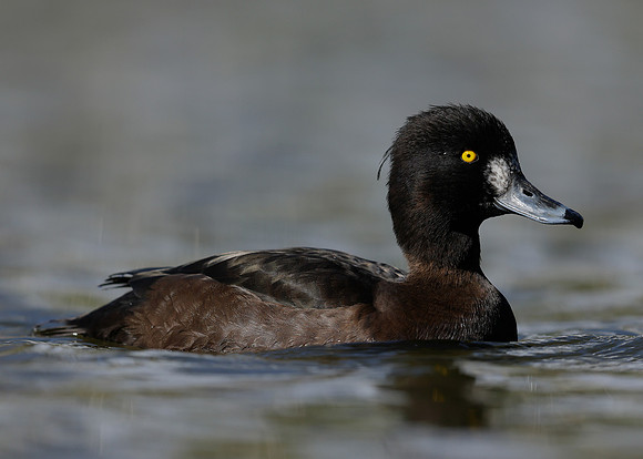 Tufted Duck Aythya fuligula