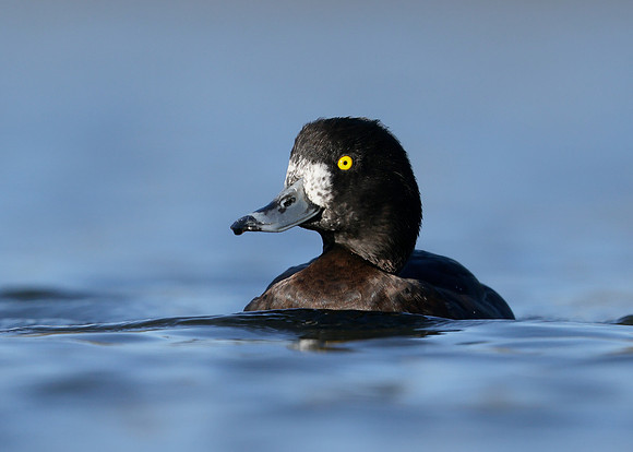 Tufted Duck Aythya fuligula