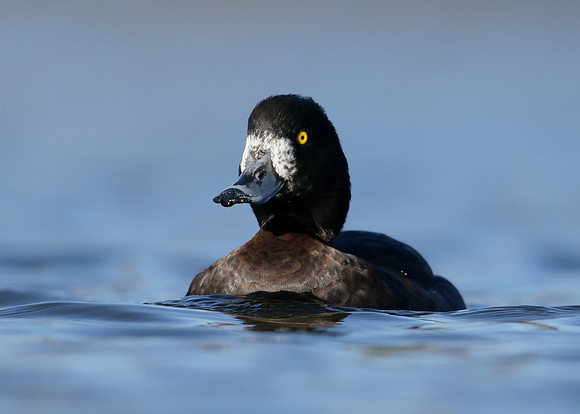 Tufted Duck Aythya fuligula