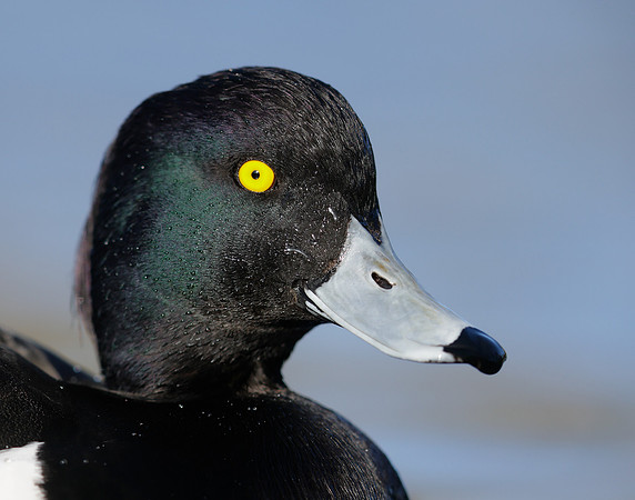 Tufted Duck Aythya fuligula