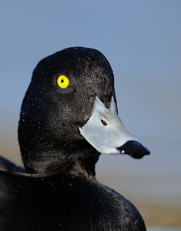 Tufted Duck Aythya fuligula