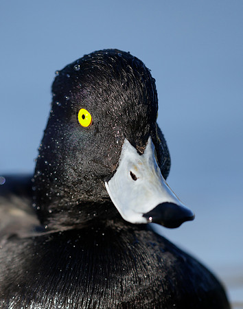 Tufted Duck Aythya fuligula
