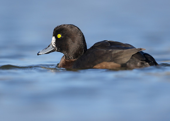 Tufted Duck Aythya fuligula