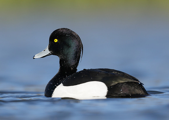Tufted Duck Aythya fuligula