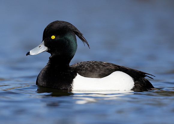 Tufted Duck Aythya fuligula