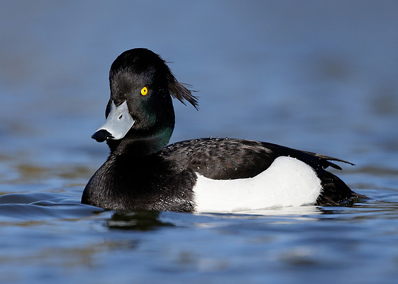 Tufted Duck Aythya fuligula