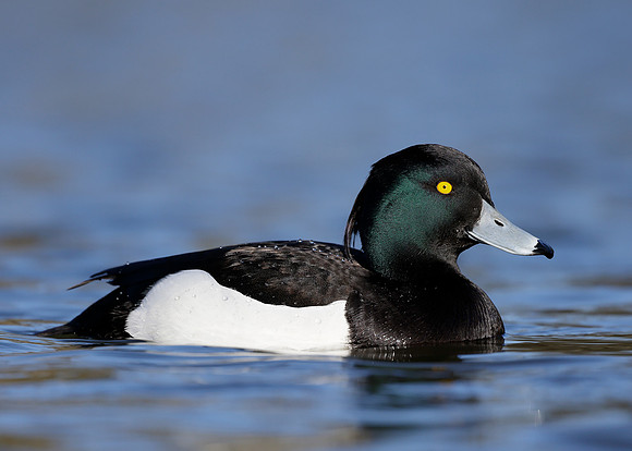 Tufted Duck Aythya fuligula