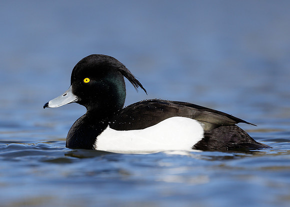 Tufted Duck Aythya fuligula