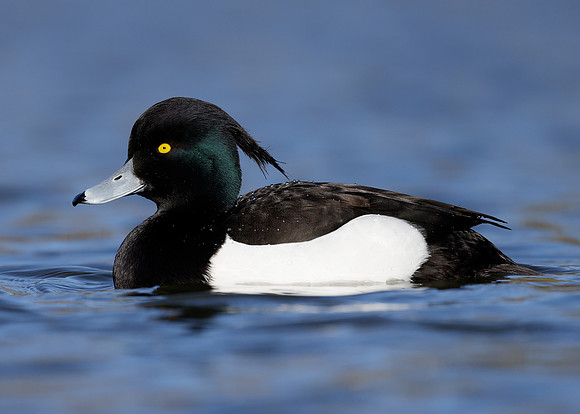Tufted Duck Aythya fuligula