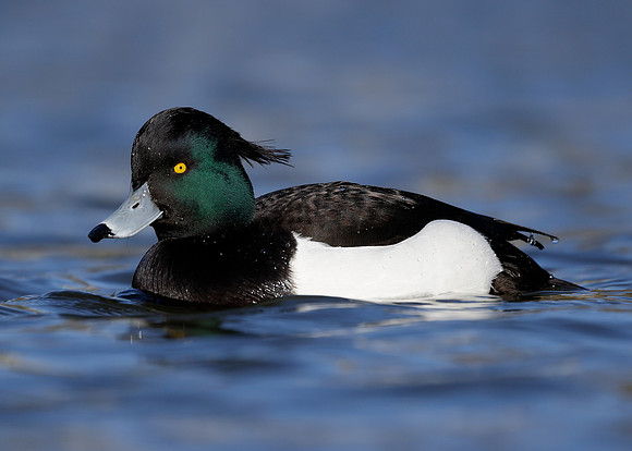 Tufted Duck Aythya fuligula