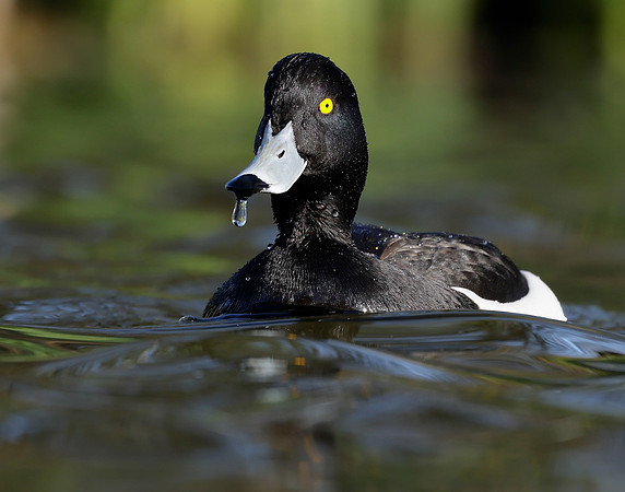 Tufted Duck Aythya fuligula
