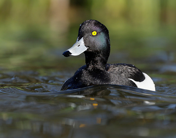 Tufted Duck Aythya fuligula