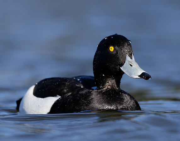 Tufted Duck Aythya fuligula