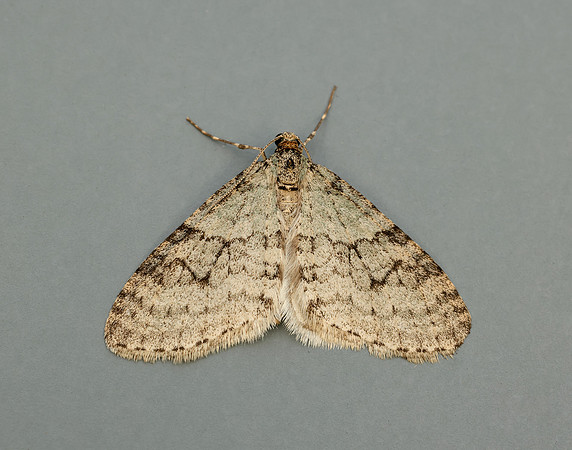 70.202 BF1881 Early Tooth-striped Trichopteryx carpinata