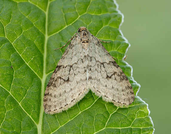 70.202 BF1881 Early Tooth-striped Trichopteryx carpinata