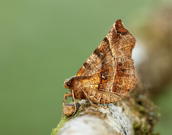 70.237 BF1917 Early Thorn Selenia dentaria
