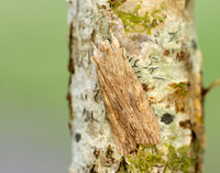 73.201 BF2236 Pale Pinion Lithophane socia