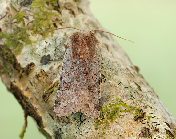 73.242 BF2188 Clouded Drab Orthosia incerta