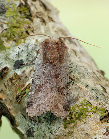73.242 BF2188 Clouded Drab Orthosia incerta