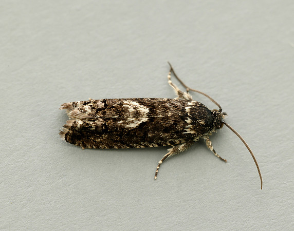 49.362 BF1227 Pammene giganteana