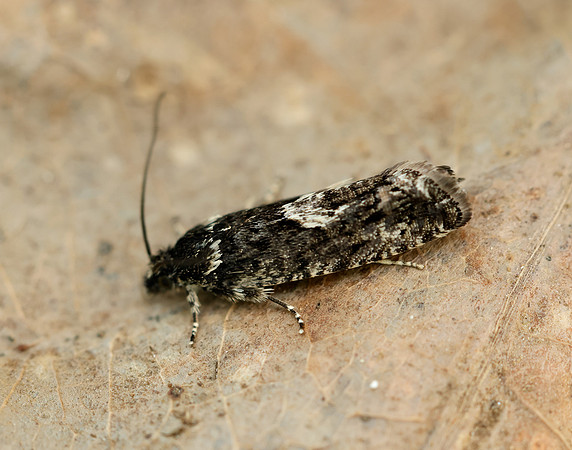 49.362 BF1227 Pammene giganteana
