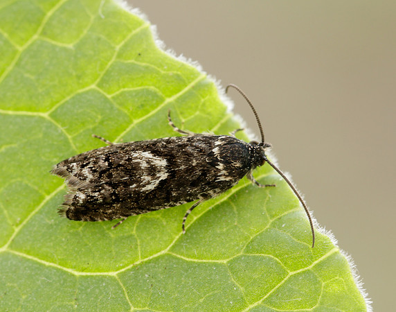 49.362 BF1227 Pammene giganteana