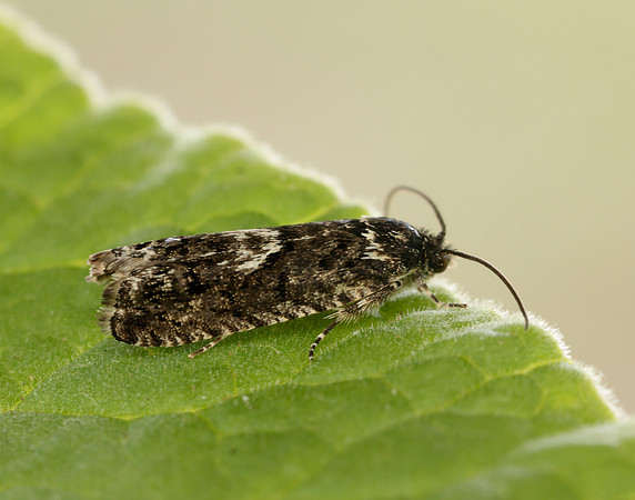 49.362 BF1227 Pammene giganteana