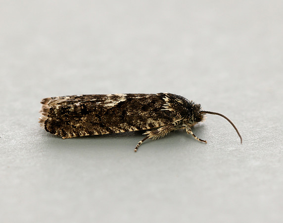 49.362 BF1227 Pammene giganteana