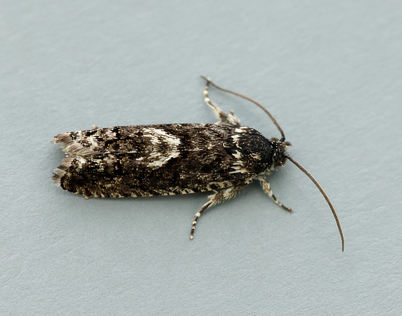 49.362 BF1227 Pammene giganteana