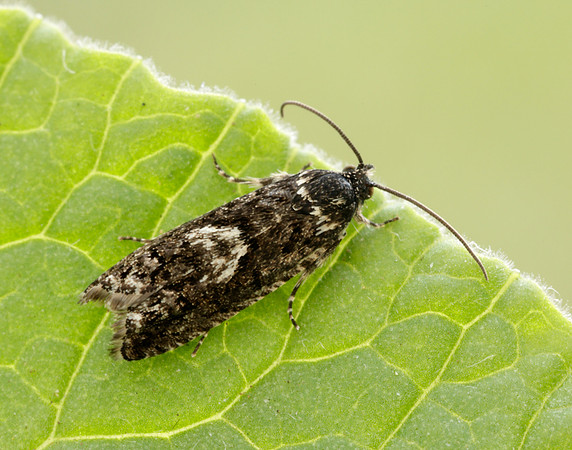 49.362 BF1227 Pammene giganteana
