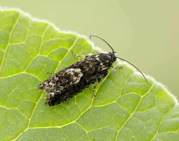 49.362 BF1227 Pammene giganteana