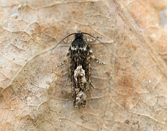 49.362 BF1227 Pammene giganteana