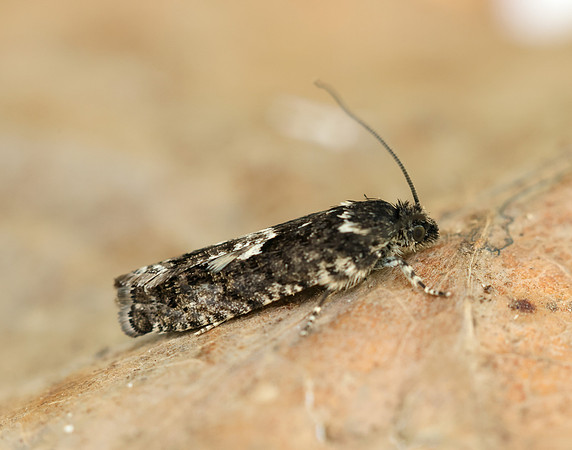 49.362 BF1227 Pammene giganteana
