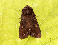 73.267 BF2160 Bright-line Brown-eye Lacanobia oleracea