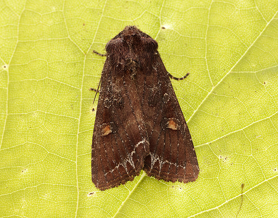 73.267 BF2160 Bright-line Brown-eye Lacanobia oleracea