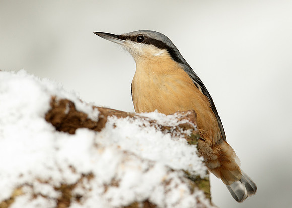 Nuthatch Sitta europaea