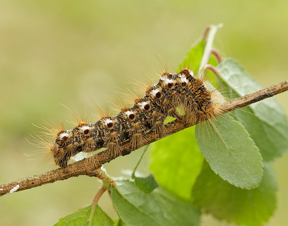 72.012 BF2029 Brown-tail Euproctis chrysorrhoea