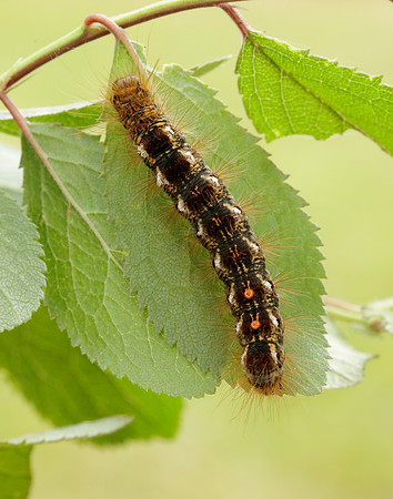 72.012 BF2029 Brown-tail Euproctis chrysorrhoea