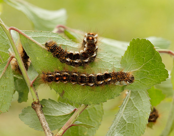 72.012 BF2029 Brown-tail Euproctis chrysorrhoea
