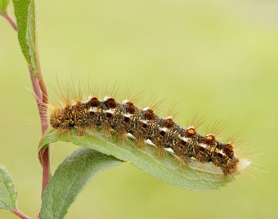 72.012 BF2029 Brown-tail Euproctis chrysorrhoea