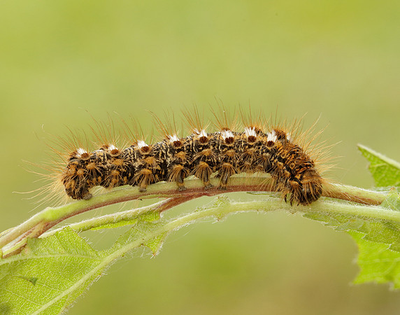 72.012 BF2029 Brown-tail Euproctis chrysorrhoea