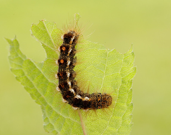 72.012 BF2029 Brown-tail Euproctis chrysorrhoea