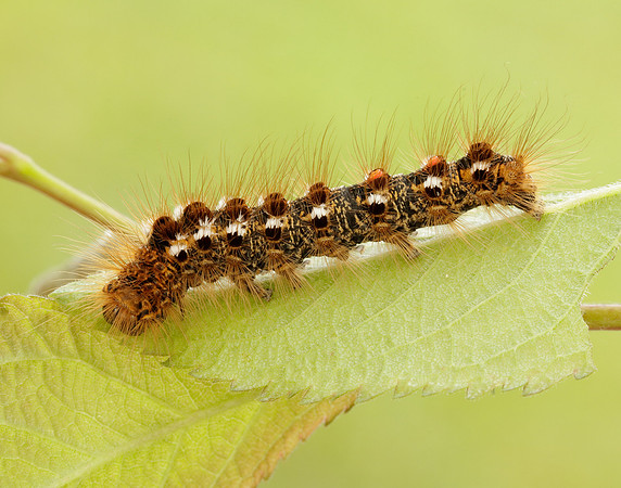 72.012 BF2029 Brown-tail Euproctis chrysorrhoea