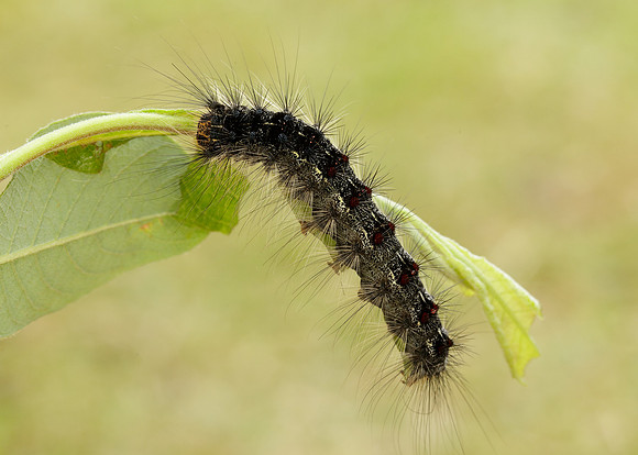 72.011 BF2034 Gypsy Moth Lymantria dispar
