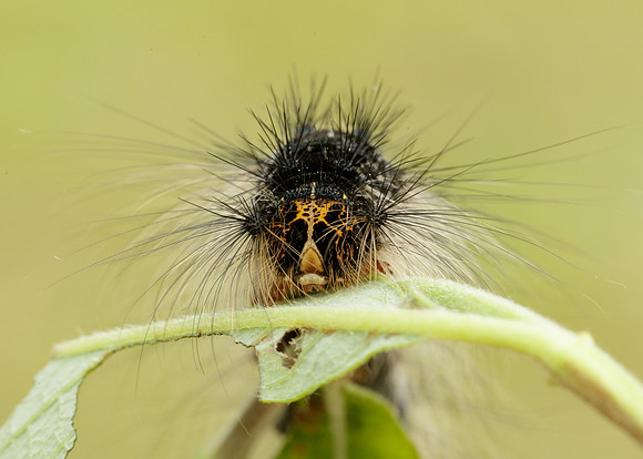72.011 BF2034 Gypsy Moth Lymantria dispar