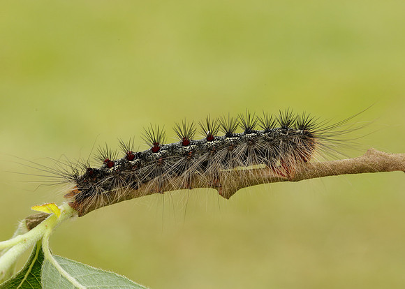 72.011 BF2034 Gypsy Moth Lymantria dispar