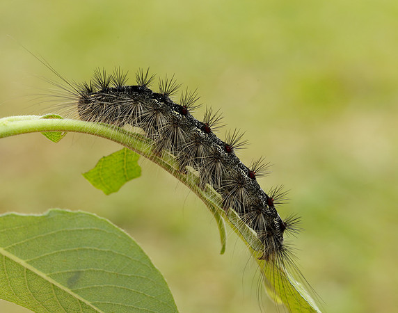 72.011 BF2034 Gypsy Moth Lymantria dispar