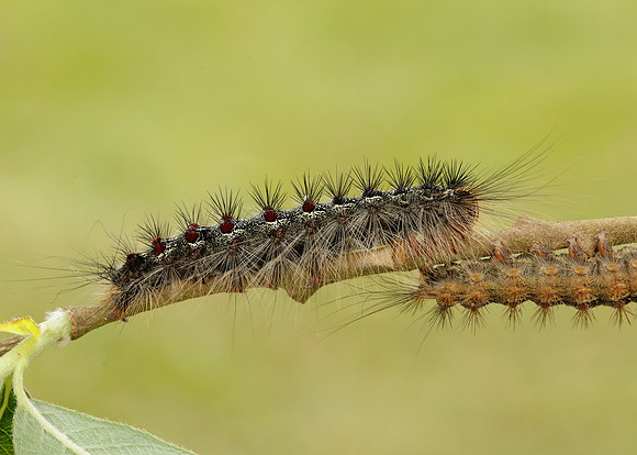 72.011 BF2034 Gypsy Moth Lymantria dispar