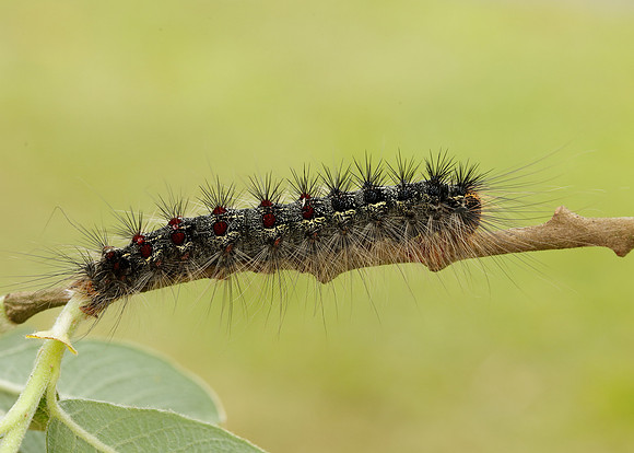 72.011 BF2034 Gypsy Moth Lymantria dispar