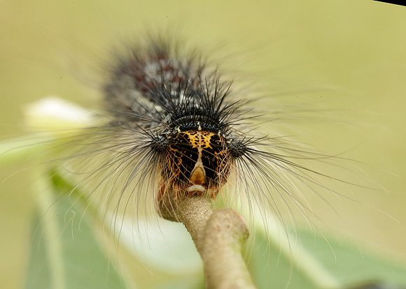 72.011 BF2034 Gypsy Moth Lymantria dispar